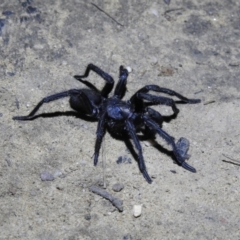 Unidentified Trapdoor, Funnelweb or Mouse spider (Mygalomorphae) at Berrima, NSW - 16 Dec 2021 by GlossyGal
