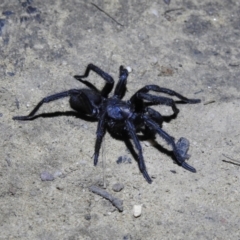 Arbanitis sp. (genus) (An armoured trapdoor spider) at Berrima, NSW - 16 Dec 2021 by GlossyGal