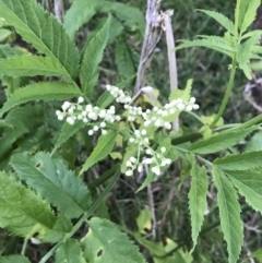 Sambucus gaudichaudiana (White Elder Berry) at Ventnor, VIC - 14 Dec 2021 by Tapirlord