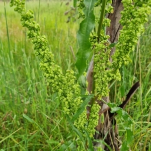 Rumex crispus at O'Malley, ACT - 18 Dec 2021 09:23 AM