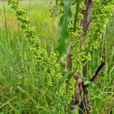 Rumex crispus (Curled Dock) at O'Malley, ACT - 17 Dec 2021 by Mike