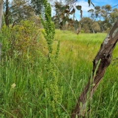 Rumex crispus at O'Malley, ACT - 18 Dec 2021