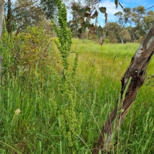 Rumex crispus at O'Malley, ACT - 18 Dec 2021