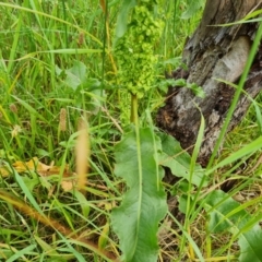 Rumex crispus at O'Malley, ACT - 18 Dec 2021 09:23 AM