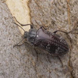 Pachycoelia sp. (genus) at Cotter River, ACT - 17 Dec 2021 06:23 PM