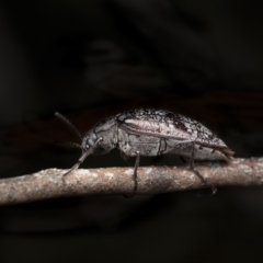 Pachycoelia sp. (genus) at Cotter River, ACT - 17 Dec 2021 06:23 PM