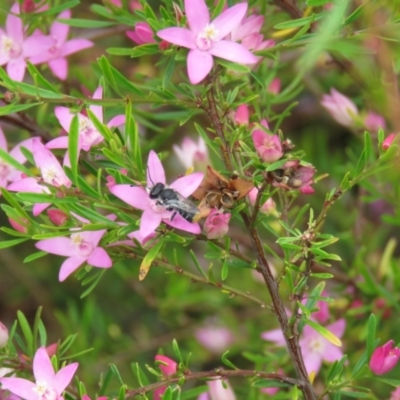 Megachile ferox (Resin bee) at Wanniassa, ACT - 18 Dec 2021 by Lucylu243