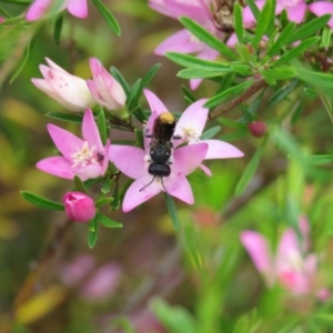 Megachile ferox at Wanniassa, ACT - 18 Dec 2021 02:42 PM