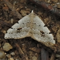 Dichromodes estigmaria (Pale Grey Heath Moth) at Tidbinbilla Nature Reserve - 17 Dec 2021 by JohnBundock