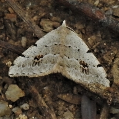 Dichromodes estigmaria (Pale Grey Heath Moth) at Paddys River, ACT - 17 Dec 2021 by JohnBundock