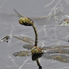 Anax papuensis (Australian Emperor) at Tidbinbilla Nature Reserve - 18 Dec 2021 by JohnBundock