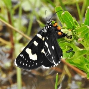 Phalaenoides tristifica at Paddys River, ACT - 18 Dec 2021