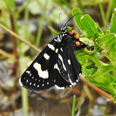 Phalaenoides tristifica (Willow-herb Day-moth) at Paddys River, ACT - 18 Dec 2021 by JohnBundock