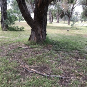 Eucalyptus nicholii at Hughes, ACT - 17 Dec 2021