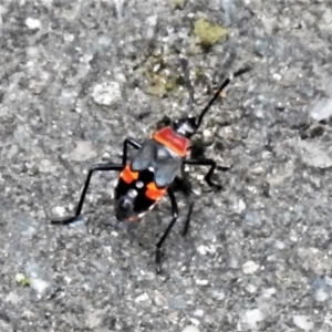 Dindymus versicolor at Paddys River, ACT - 18 Dec 2021 12:17 PM