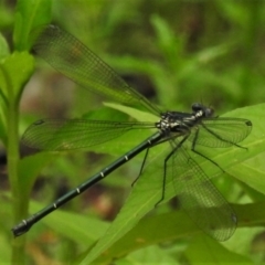 Austroargiolestes icteromelas (Common Flatwing) at Paddys River, ACT - 18 Dec 2021 by JohnBundock