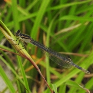 Ischnura heterosticta at Paddys River, ACT - 18 Dec 2021