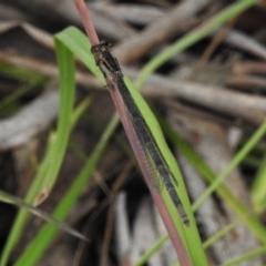 Ischnura heterosticta at Paddys River, ACT - 18 Dec 2021