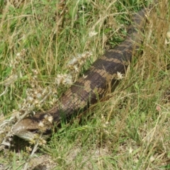 Tiliqua scincoides scincoides (Eastern Blue-tongue) at Symonston, ACT - 14 Dec 2021 by Christine