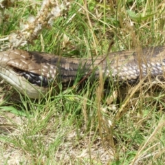 Tiliqua scincoides scincoides at Symonston, ACT - 14 Dec 2021