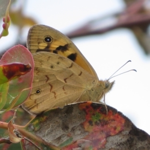 Heteronympha merope at Symonston, ACT - 14 Dec 2021 12:55 PM