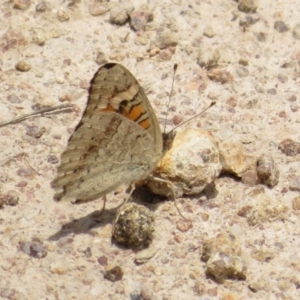 Junonia villida at Symonston, ACT - 14 Dec 2021