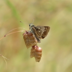 Trapezites luteus (Yellow Ochre, Rare White-spot Skipper) at Symonston, ACT - 14 Dec 2021 by Christine