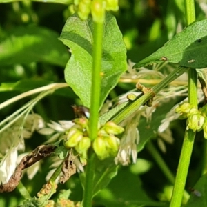 Rumex conglomeratus at O'Malley, ACT - 18 Dec 2021