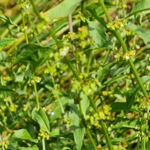 Rumex conglomeratus at O'Malley, ACT - 18 Dec 2021