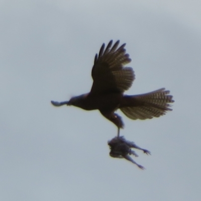 Tachyspiza fasciata (Brown Goshawk) at Symonston, ACT - 14 Dec 2021 by Christine