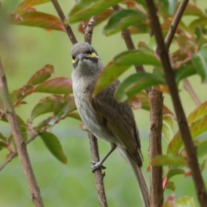 Caligavis chrysops at Collector, NSW - 29 Nov 2021