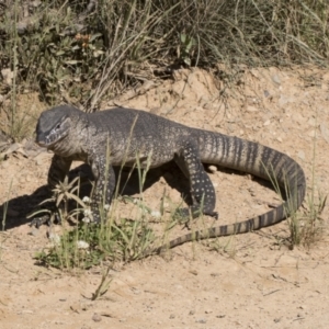 Varanus rosenbergi at Booth, ACT - suppressed