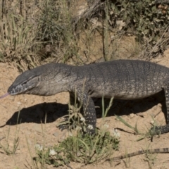 Varanus rosenbergi at Booth, ACT - suppressed