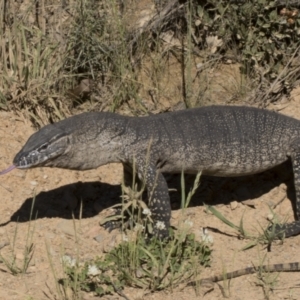 Varanus rosenbergi at Booth, ACT - suppressed