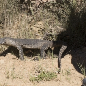 Varanus rosenbergi at Booth, ACT - suppressed