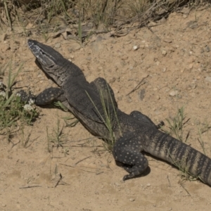 Varanus rosenbergi at Booth, ACT - suppressed