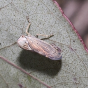 Brunotartessus fulvus at Mount Clear, ACT - 17 Dec 2021