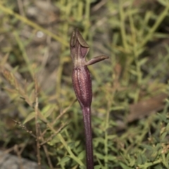 Chiloglottis valida (Large Bird Orchid) at Mount Clear, ACT - 17 Dec 2021 by AlisonMilton