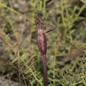 Chiloglottis valida at Mount Clear, ACT - suppressed