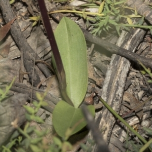 Chiloglottis valida at Mount Clear, ACT - suppressed