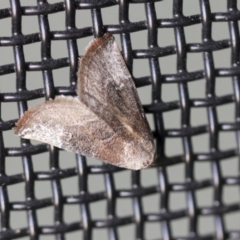 Mataeomera coccophaga (Brown Scale-moth) at Higgins, ACT - 14 Dec 2021 by AlisonMilton