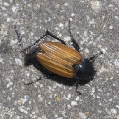 Phyllotocus rufipennis (Nectar scarab) at Dunlop, ACT - 7 Dec 2021 by AlisonMilton