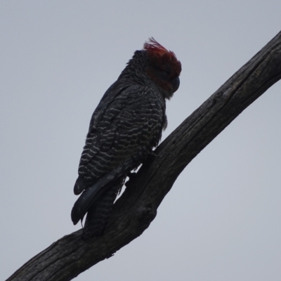 Callocephalon fimbriatum (Gang-gang Cockatoo) at O'Malley, ACT - 5 Dec 2021 by Mike