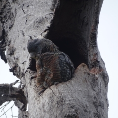 Callocephalon fimbriatum (Gang-gang Cockatoo) at O'Malley, ACT - 17 Dec 2021 by Mike