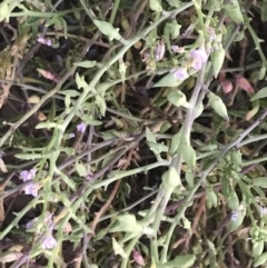 Cakile maritima (Sea Rocket) at Cowes, VIC - 14 Dec 2021 by Tapirlord