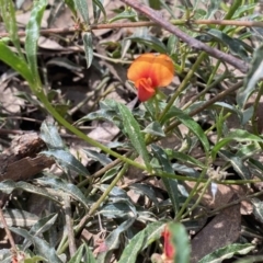 Podolobium procumbens (Trailing Shaggy-Pea) at Mongarlowe, NSW - 18 Dec 2021 by LisaH