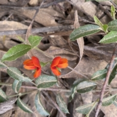 Podolobium procumbens at Mongarlowe, NSW - suppressed