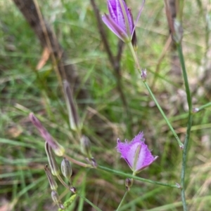 Thysanotus tuberosus at Mongarlowe, NSW - 18 Dec 2021