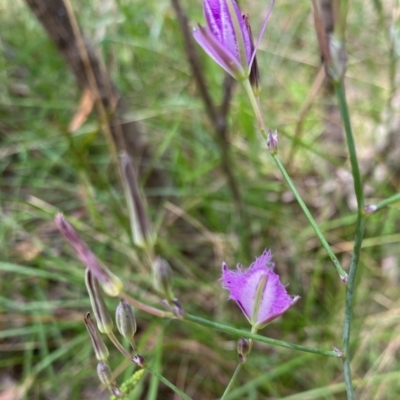 Thysanotus tuberosus (Common Fringe-lily) at Mongarlowe River - 18 Dec 2021 by LisaH