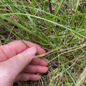 Thysanotus tuberosus at Mongarlowe, NSW - 18 Dec 2021